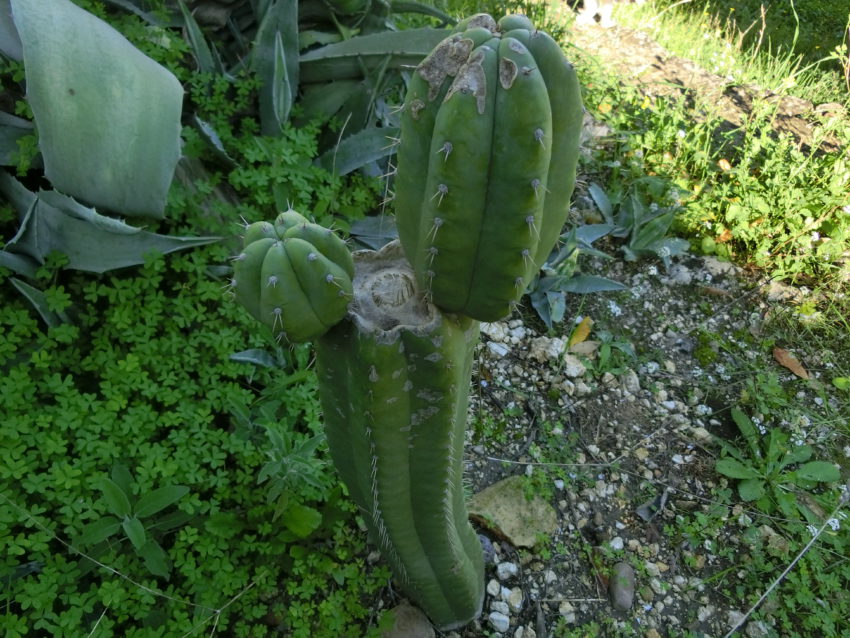San Pedro (Echinopsis pachanoi)