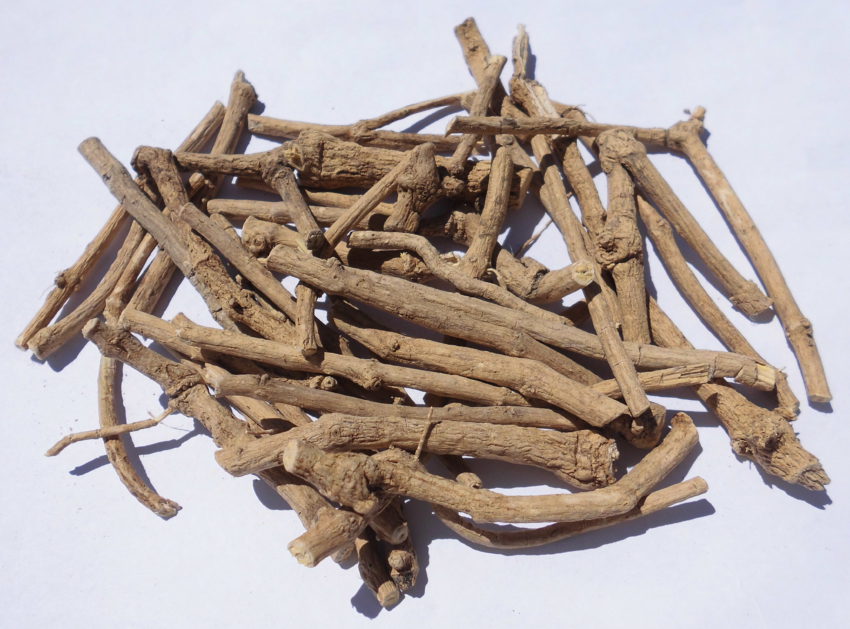 Radice africana dei sogni (Silene capensis)