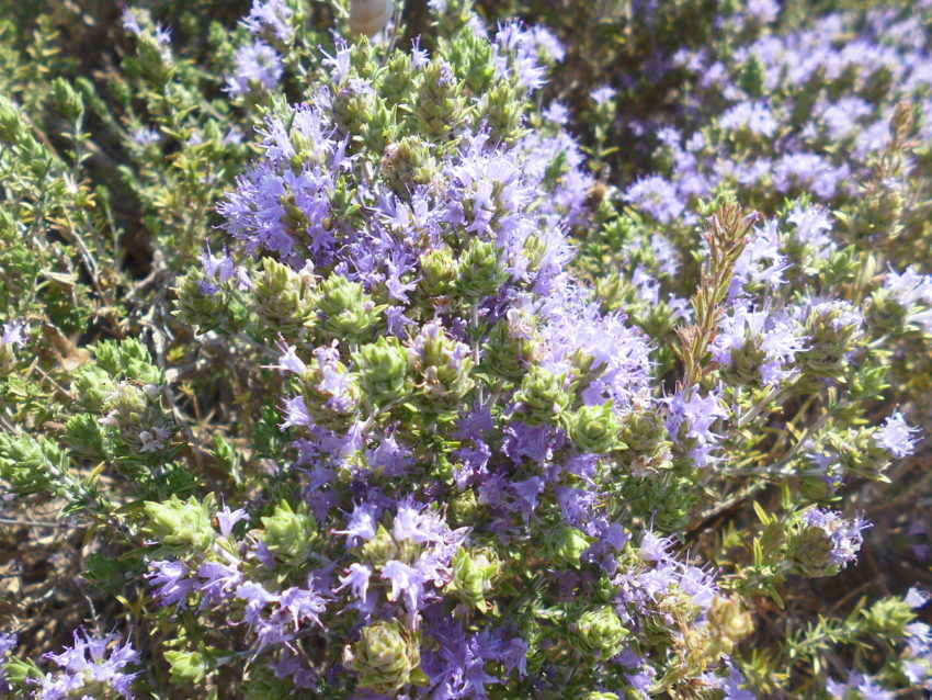 Timo selvatico (Thymus capitatus)