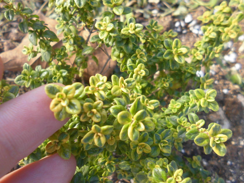 Timo selvatico (Thymus capitatus)