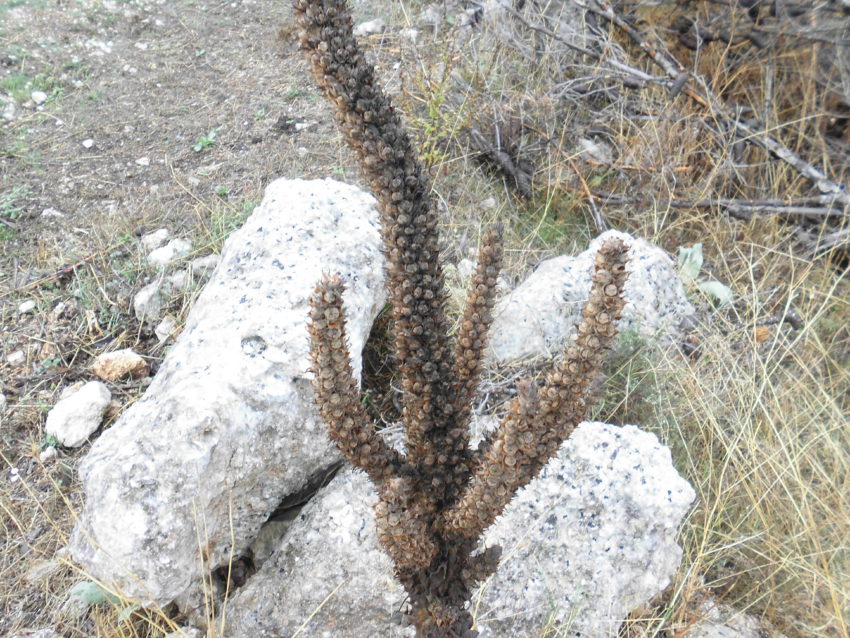 Verbasco (Verbascum thapsus)