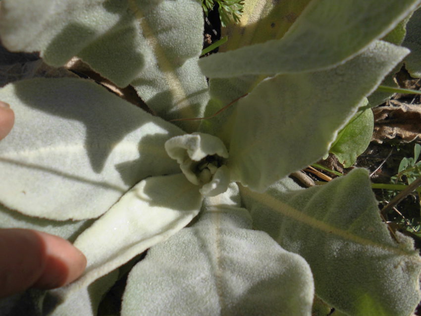 Verbasco (Verbascum thapsus)