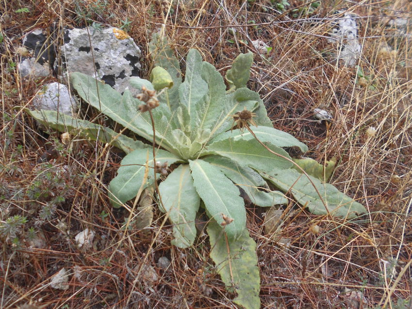 Verbasco (Verbascum thapsus)