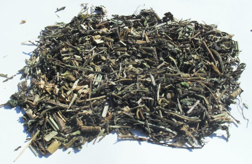 Verbena (Verbena officinalis)