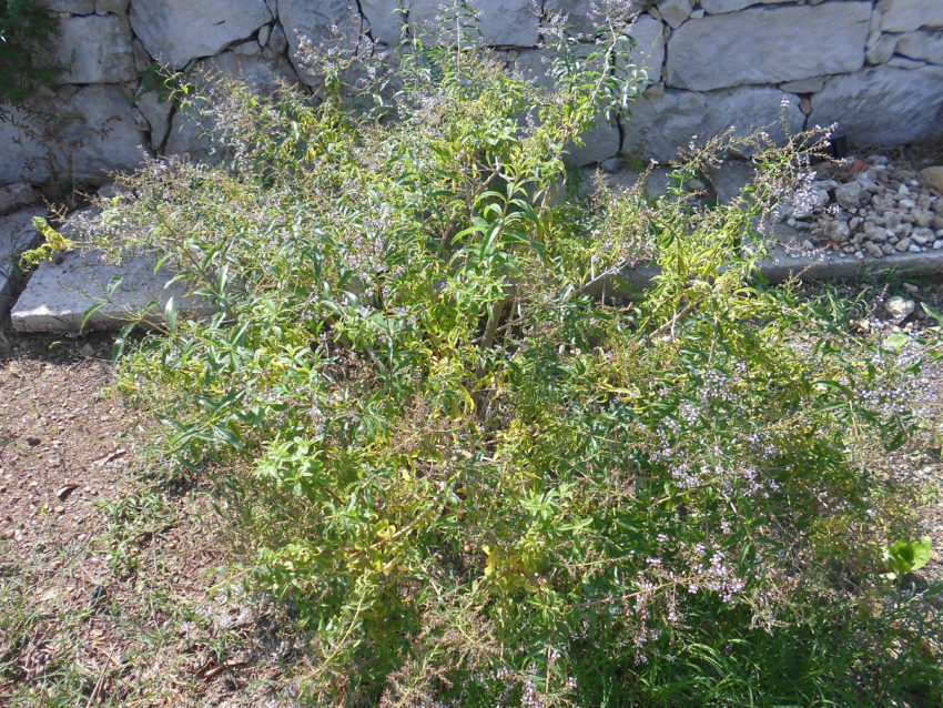 Lemon verbena (Aloysia citriodora)