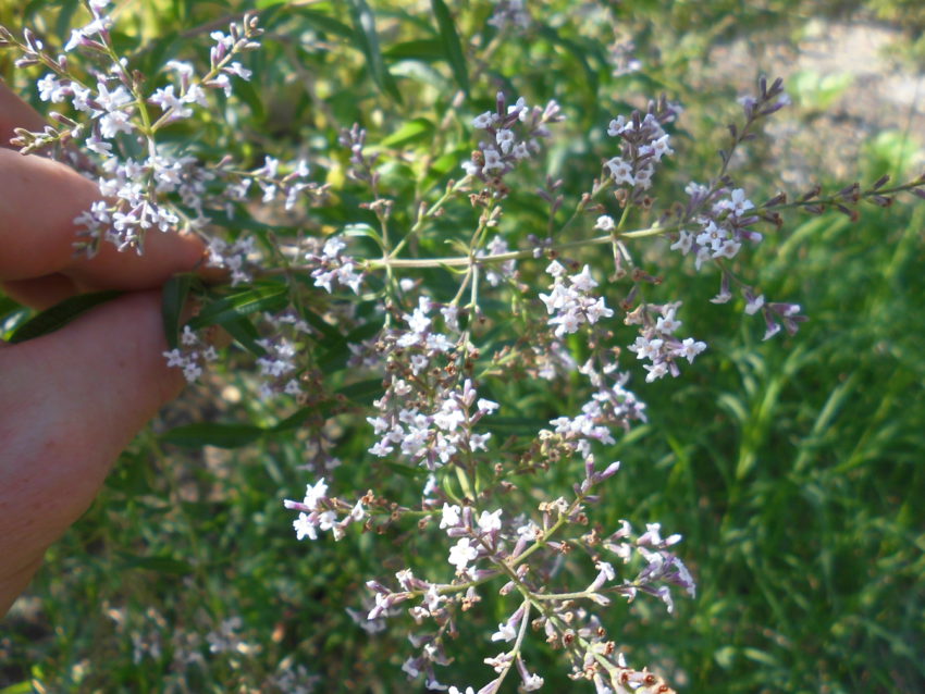 Lemon verbena (Aloysia citriodora)