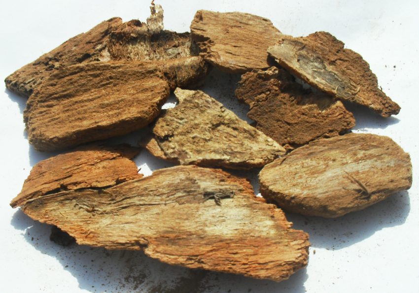 Yohimbe (Pausinystalia yohimbe)