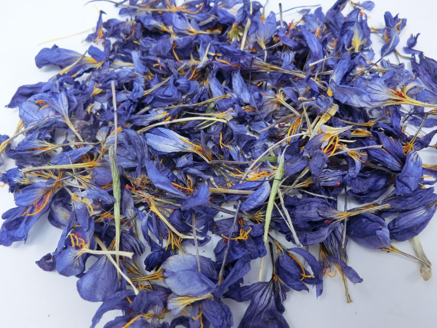 Zafferano selvatico (Crocus longiflorus)