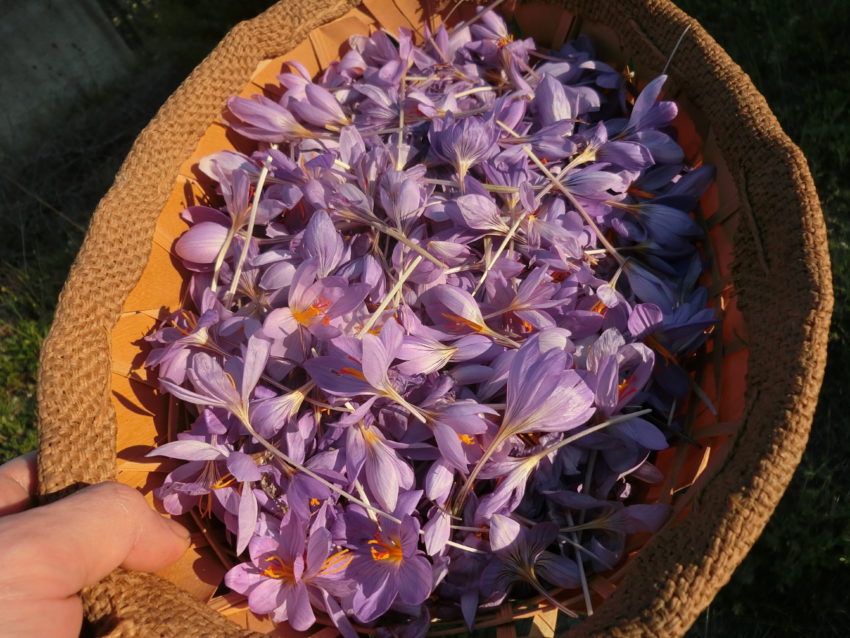 Zafferano selvatico (Crocus longiflorus)