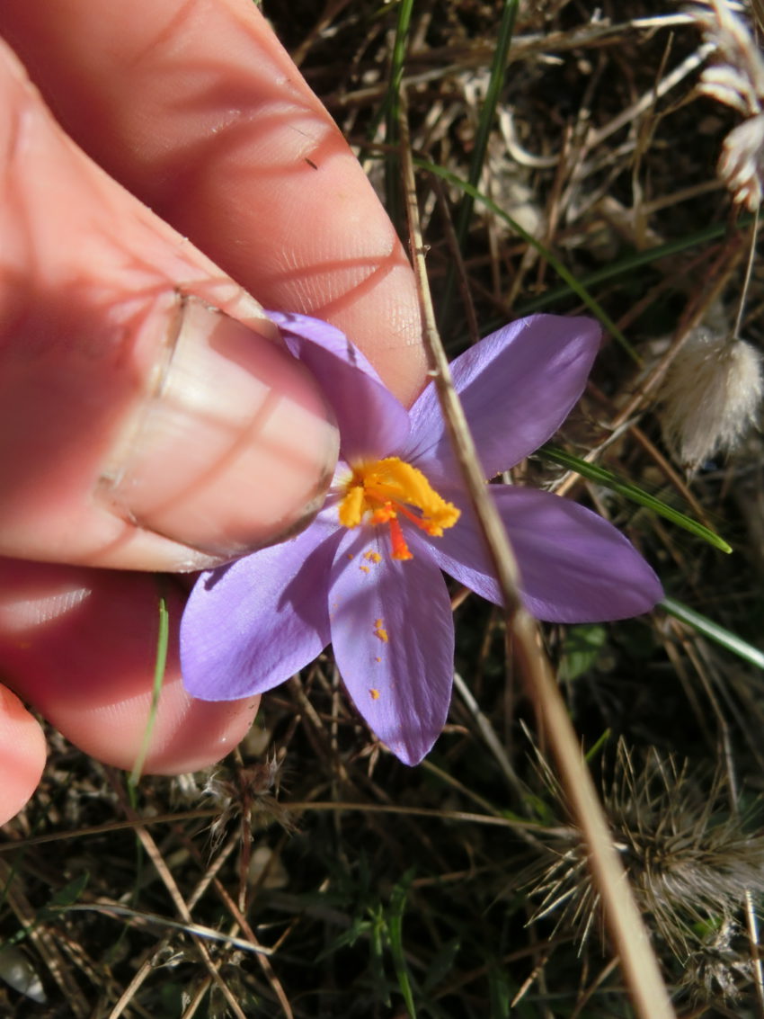 Zafferano selvatico (Crocus longiflorus)