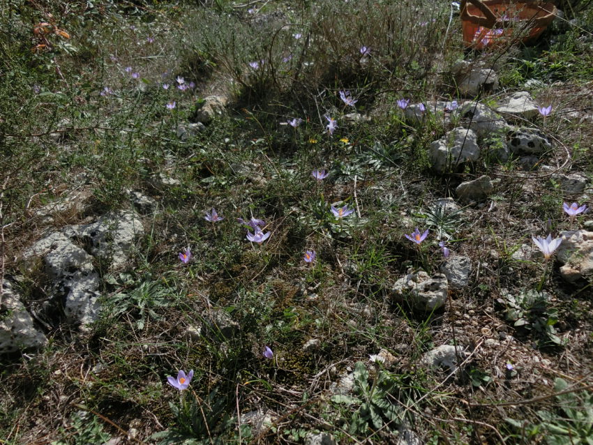 Zafferano selvatico (Crocus longiflorus)