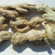 Zenzero (Zingiber officinalis)
