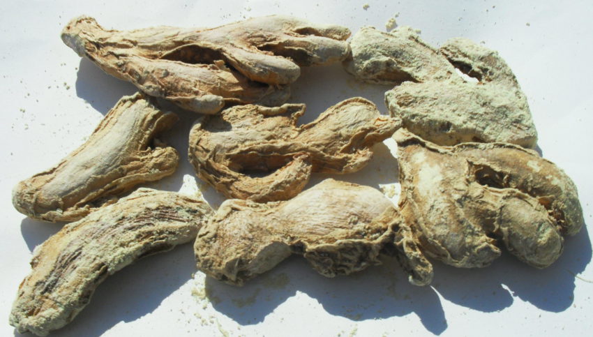Zenzero (Zingiber officinalis)