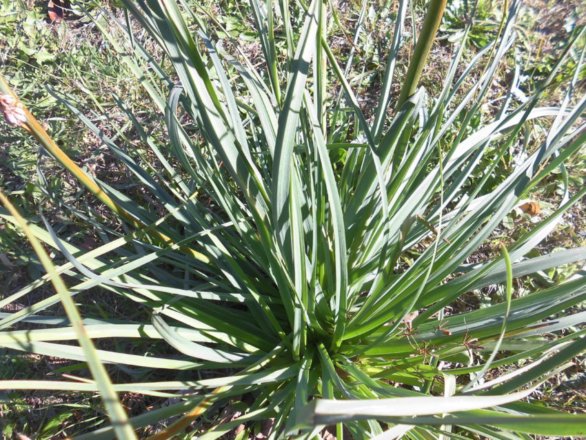 Asfodelo (Asphodelus ramosus)