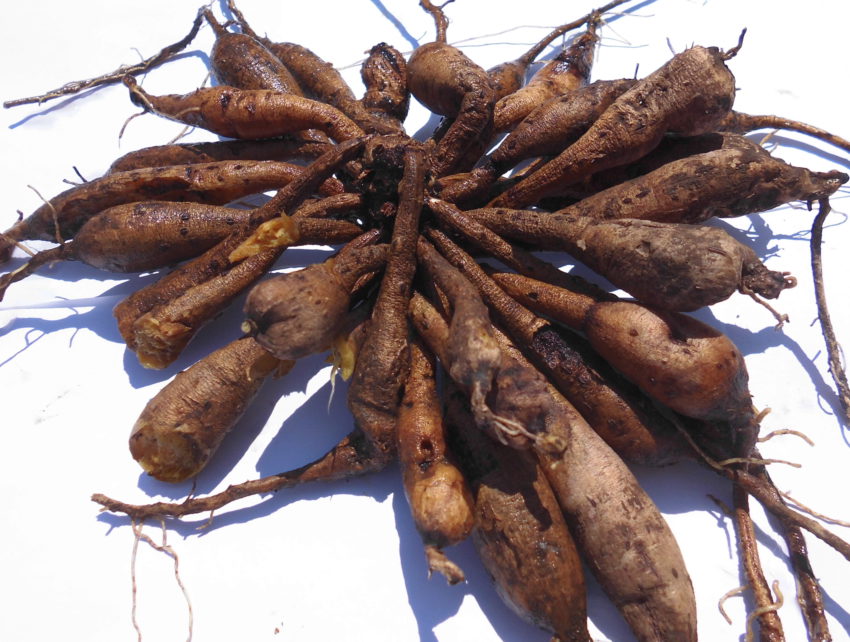 Asfodelo (Asphodelus ramosus)