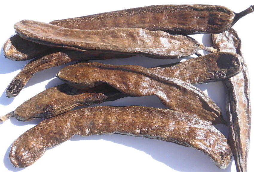 Carruba (Ceratonia siliqua)