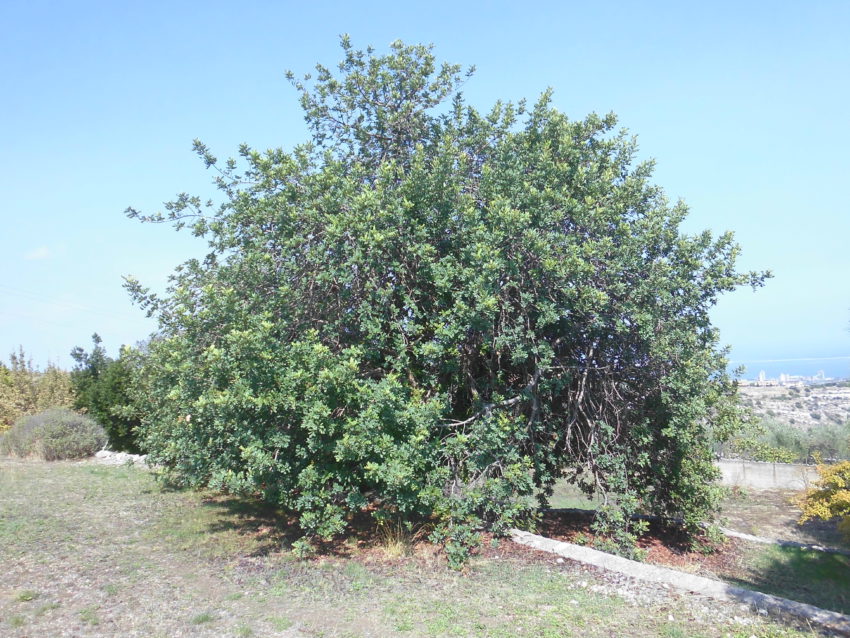 Carruba (Ceratonia siliqua)