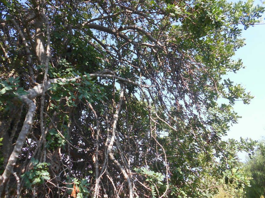 Carruba (Ceratonia siliqua)
