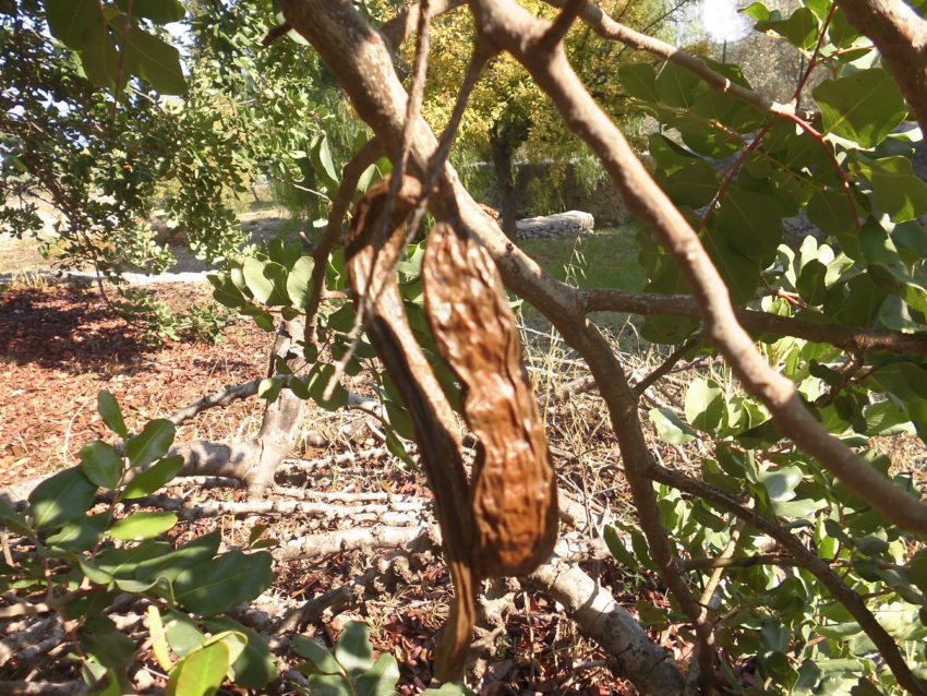 Carruba (Ceratonia siliqua)