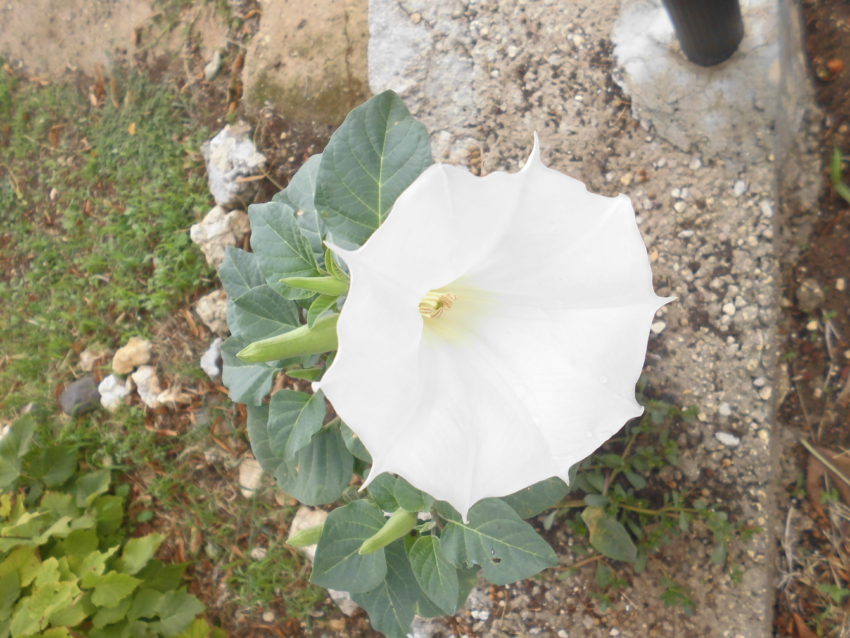 Stramonio (Datura stramonium)