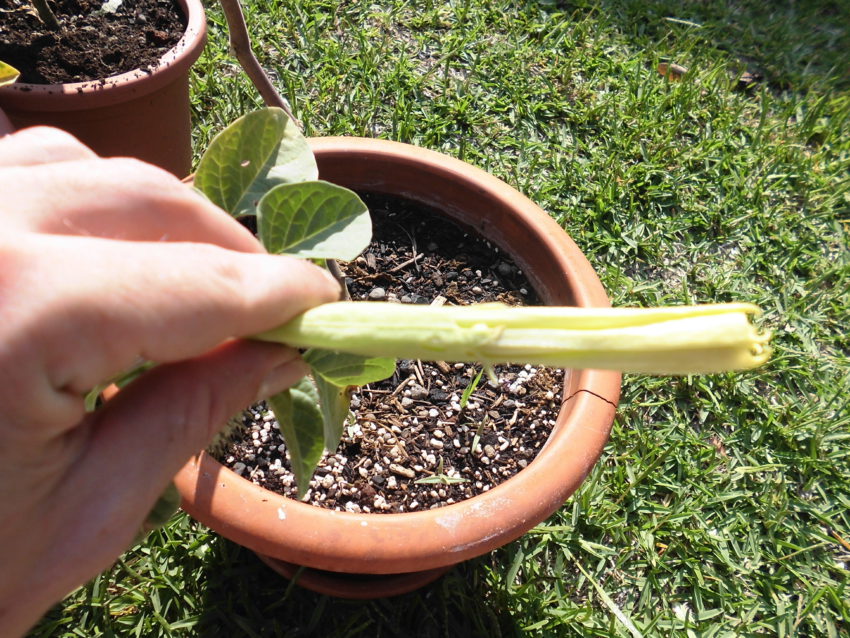 Stramonio (Datura stramonium)