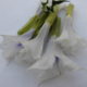 Stramonio (Datura stramonium)