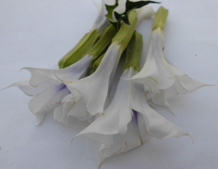 Stramonio (Datura stramonium)