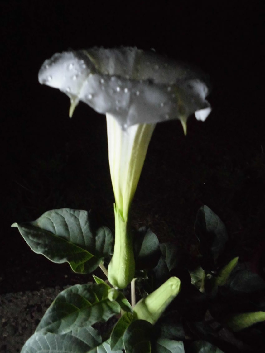 Stramonio (Datura stramonium)