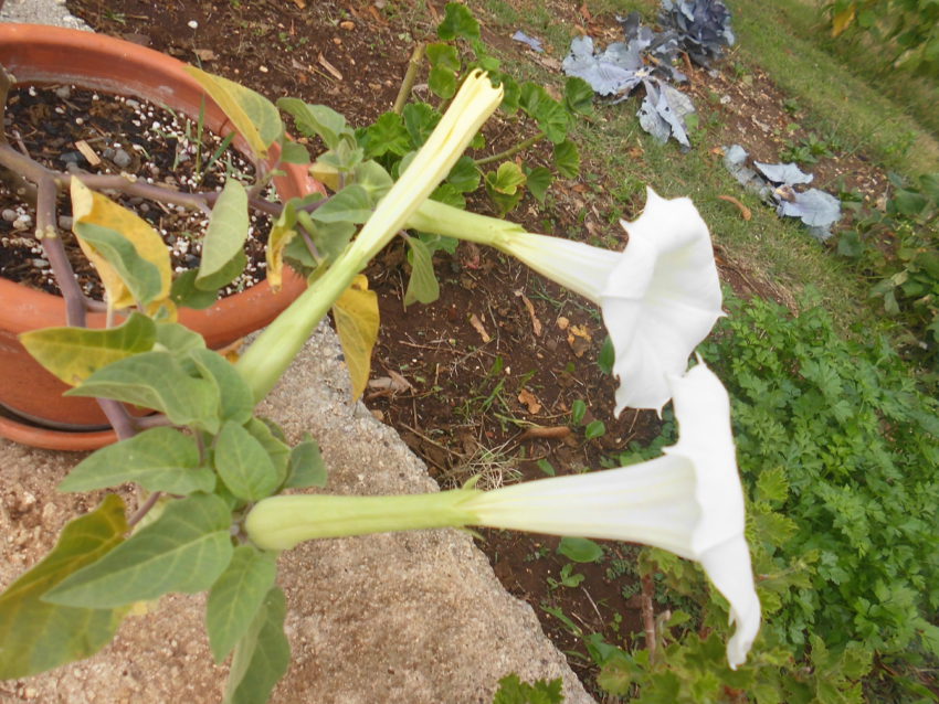 Stramonio (Datura stramonium)