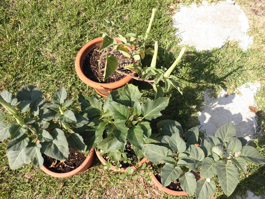 Stramonio (Datura stramonium)