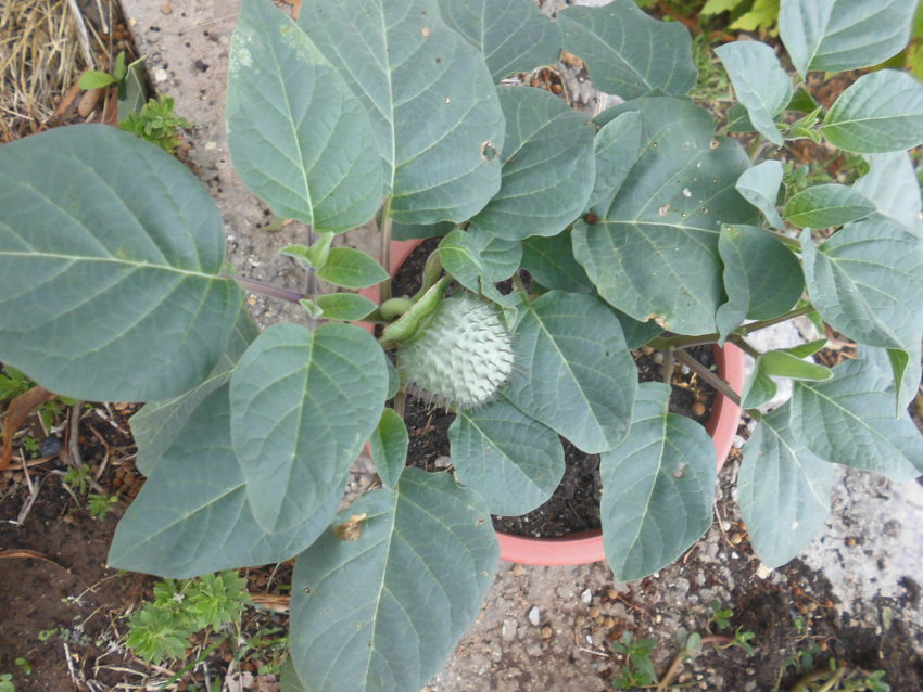 Stramonio (Datura stramonium)