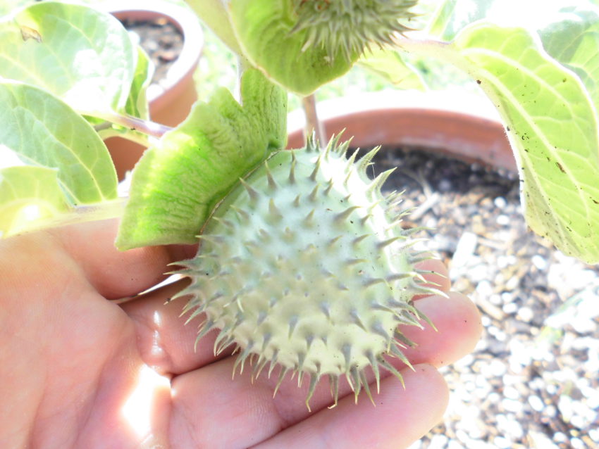 Stramonio (Datura stramonium)
