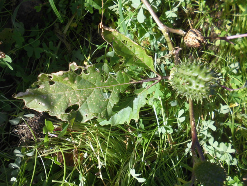 Stramonio (Datura stramonium)
