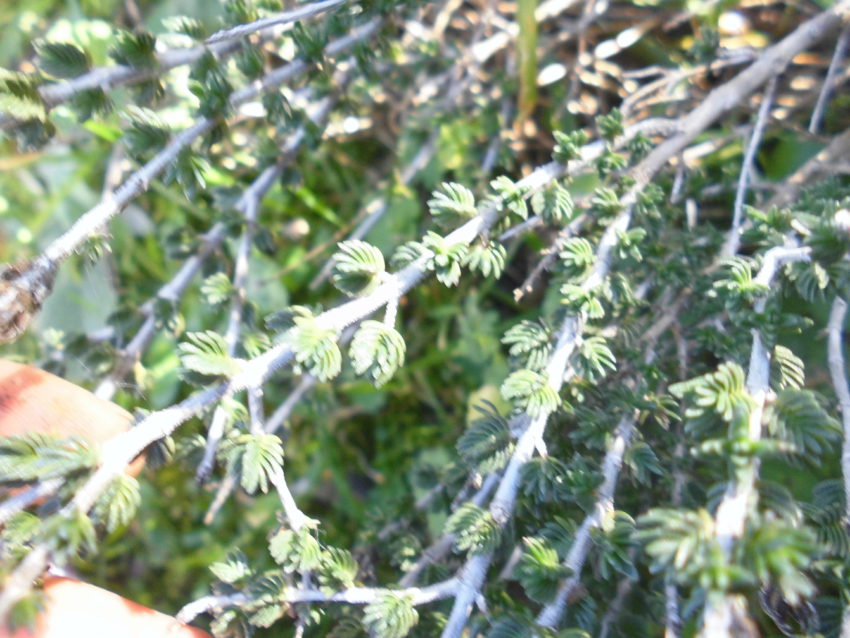 Timo selvatico (Thymus capitatus)
