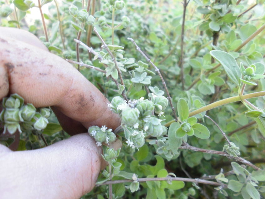 Maggiorana (Origanum majorama)