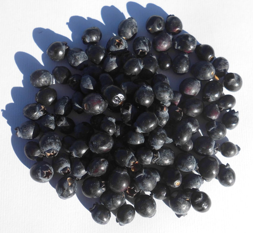 Mirto (Myrtus communis)