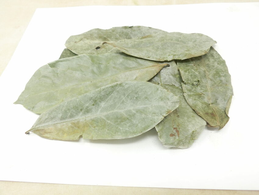 Graviola (Annona muricata)