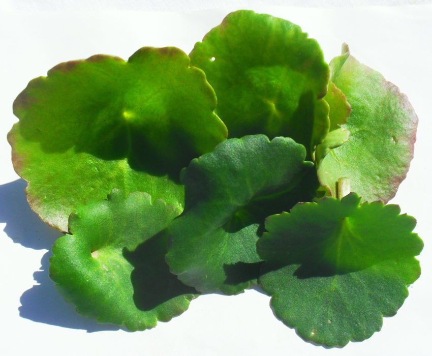 Ombelico di Venere (Umbilicus rupestris)