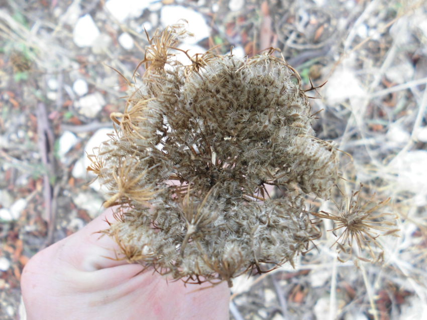 Carota selvatica (Daucus carota)