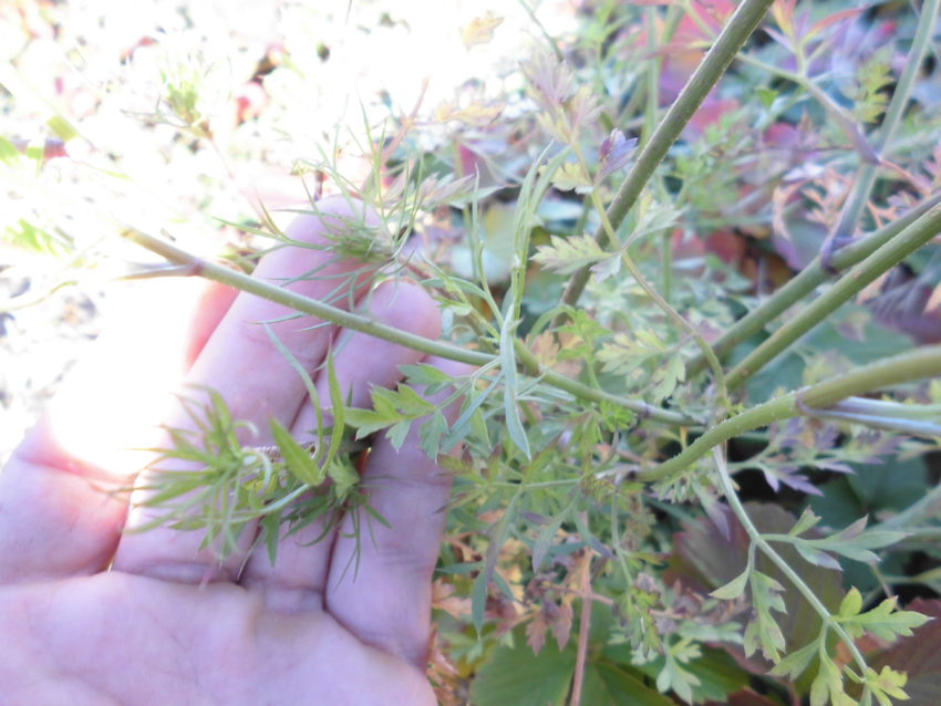 Carota selvatica (Daucus carota)