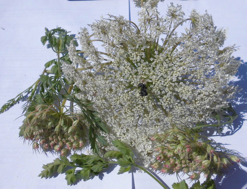 Carota selvatica (Daucus carota)
