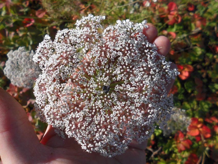 Carota selvatica (Daucus carota)