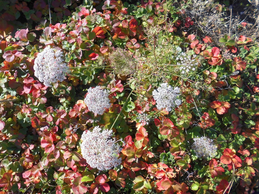Carota selvatica (Daucus carota)