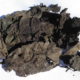 Matico (Piper aduncum)