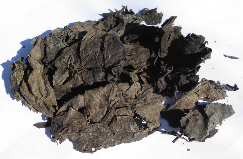 Matico (Piper aduncum)
