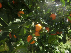 Citrus aurantium, un potenziale mutante