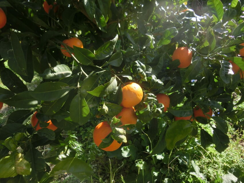 Arancia amara (Citrus aurantium)