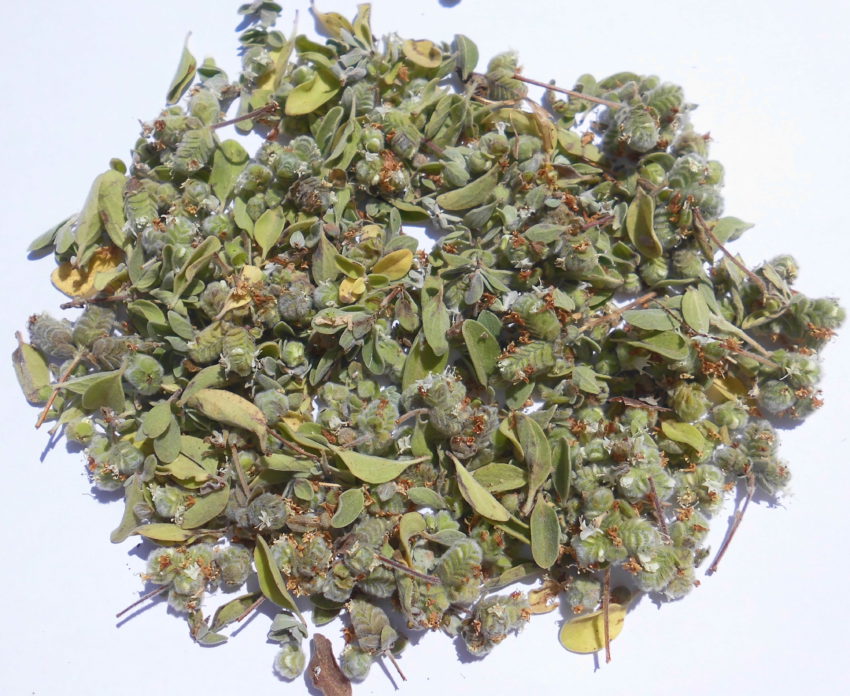 Maggiorana (Origanum majorama)
