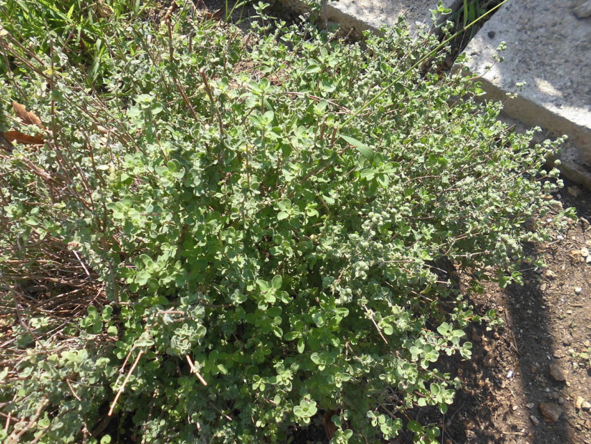 Maggiorana (Origanum majorama)