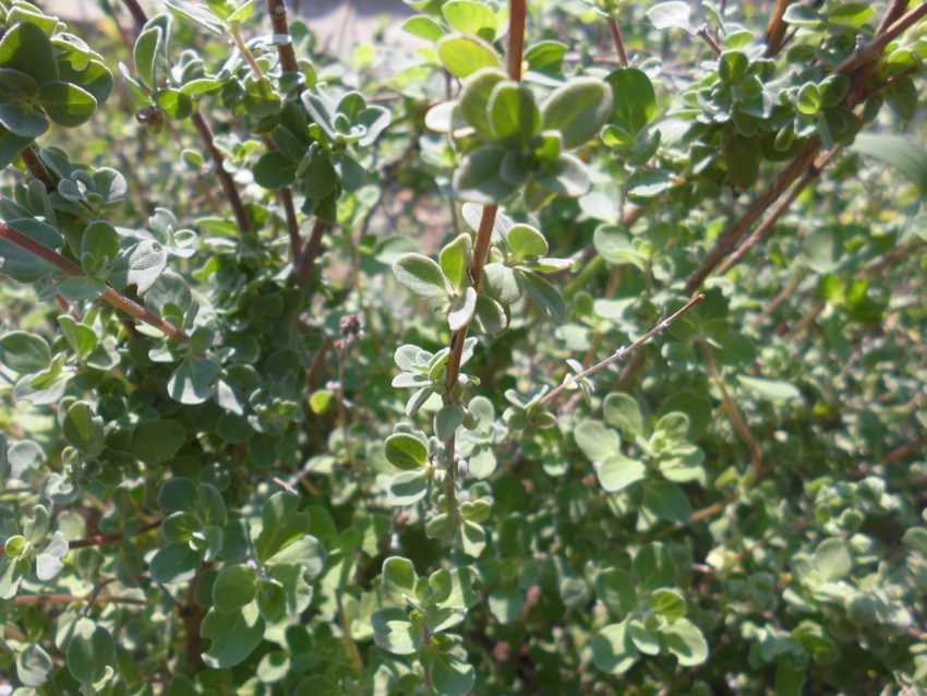 Maggiorana (Origanum majorama)